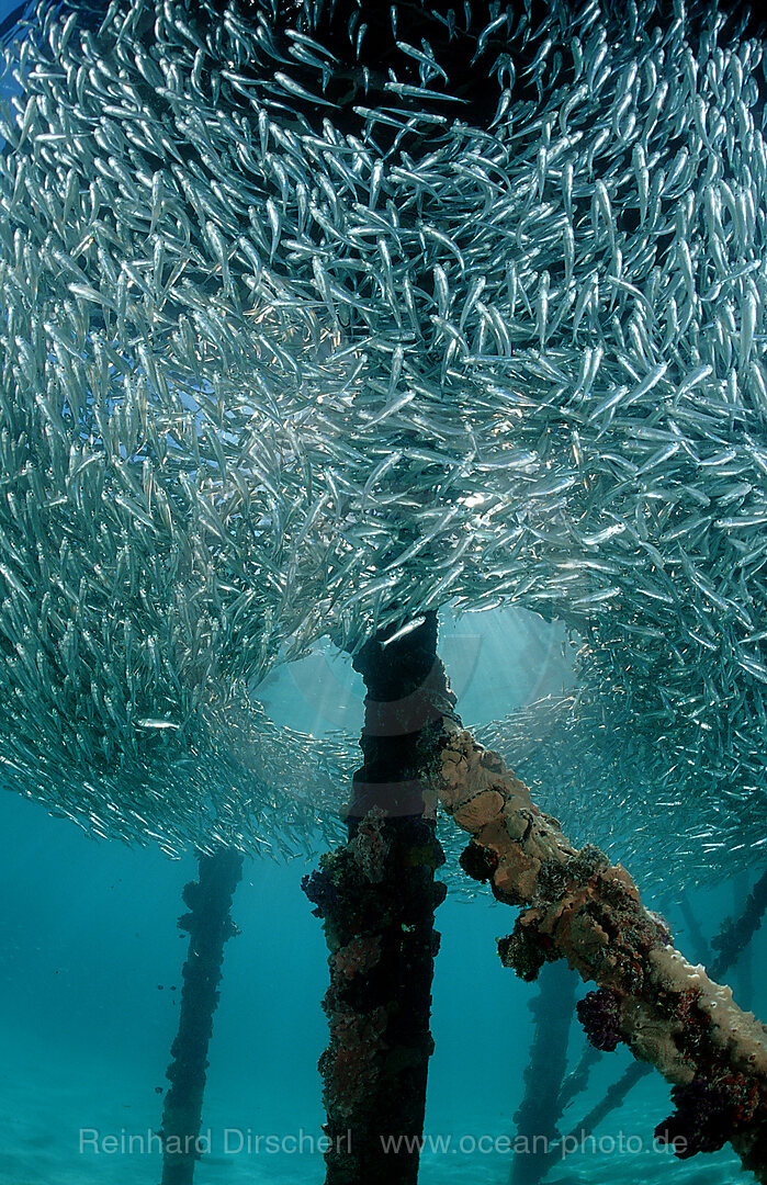 Glasfische unter Holzsteg (Tauchbasis Lankayan), Parapriacanthus ransonneti, Pazifik, Pacific ocean, Borneo, Lankayan, Malaysia