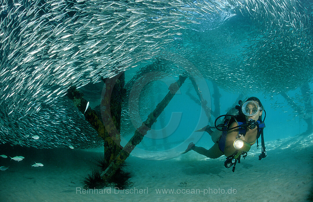 Glasfische und Taucher unter Holzsteg (Tauchbasis Lankayan), Parapriacanthus ransonneti, Pazifik, Pacific ocean, Borneo, Lankayan, Malaysia