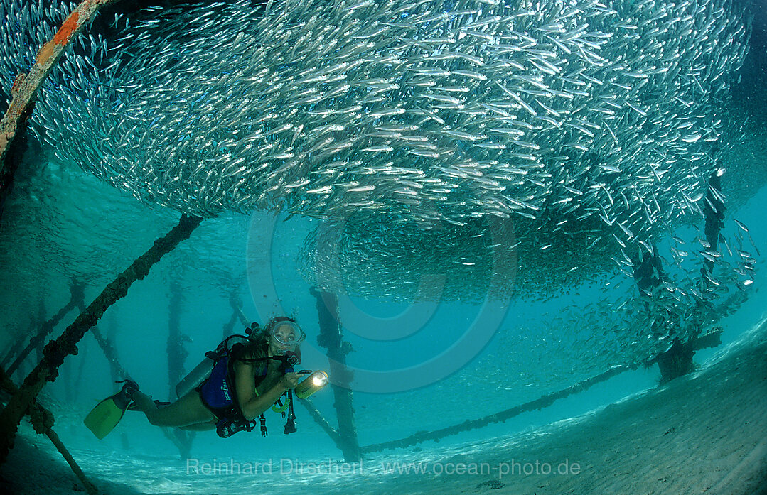 Glasfische und Taucher unter Holzsteg (Tauchbasis Lankayan), Parapriacanthus ransonneti, Pazifik, Pacific ocean, Borneo, Lankayan, Malaysia