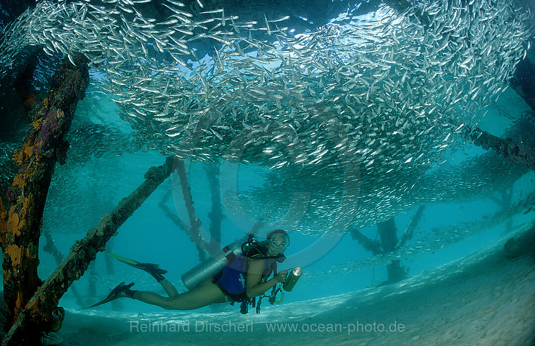 Glasfische und Taucher unter Holzsteg (Tauchbasis Lankayan), Parapriacanthus ransonneti, Pazifik, Pacific ocean, Borneo, Lankayan, Malaysia