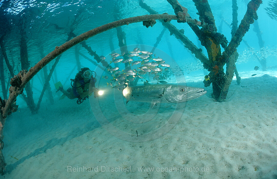 Glasfische und Taucher unter Holzsteg (Tauchbasis Lankayan), Parapriacanthus ransonneti, Pazifik, Pacific ocean, Borneo, Lankayan, Malaysia