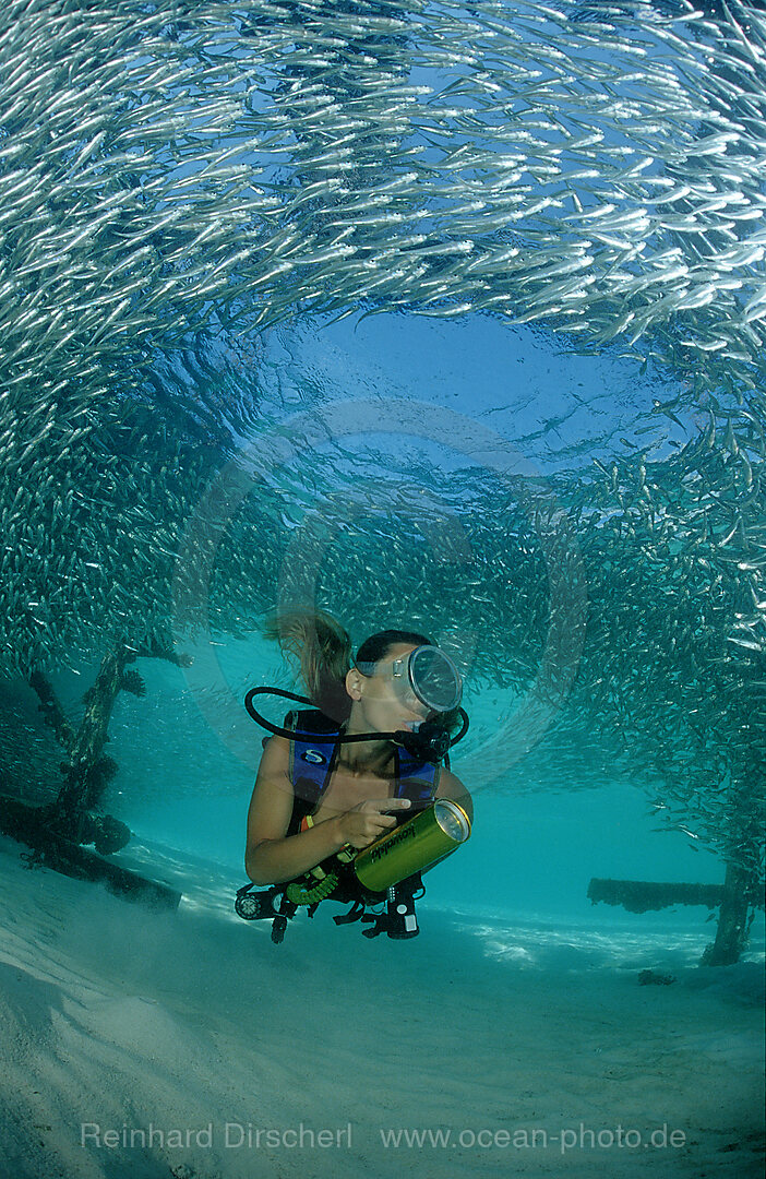 Pygmy sweeper and Scuba diver