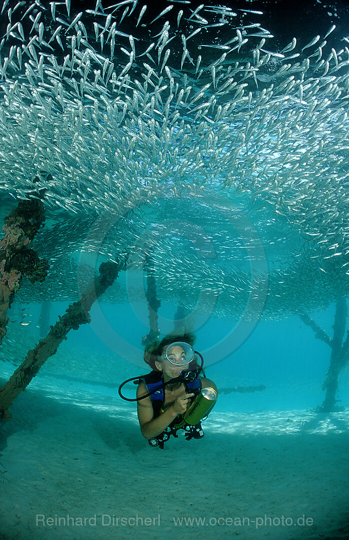 Pygmy sweeper and Scuba diver