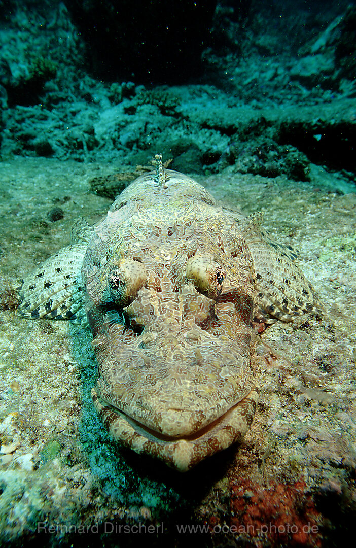 Krokodilfisch, Plattkopf, Platycephalidae, Pazifik, Pacific ocean, Borneo, Lankayan, Malaysia