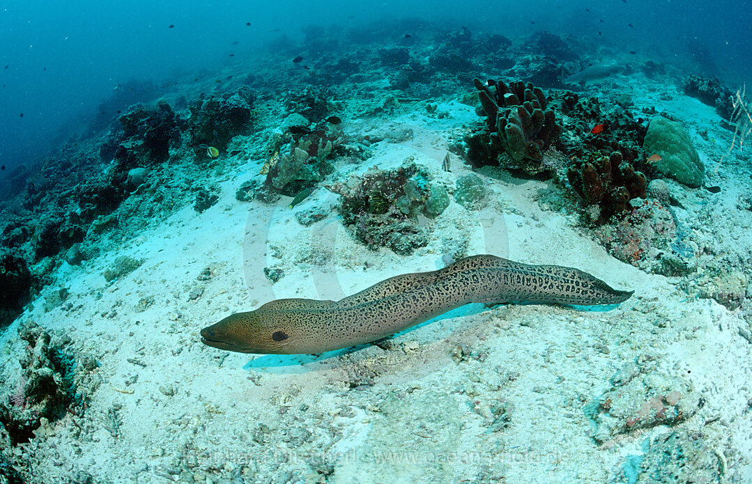 Riesen-Muraene, freischwimmend, Gymnothorax javanicus, Pazifik, Pacific ocean, Borneo, Lankayan, Malaysia