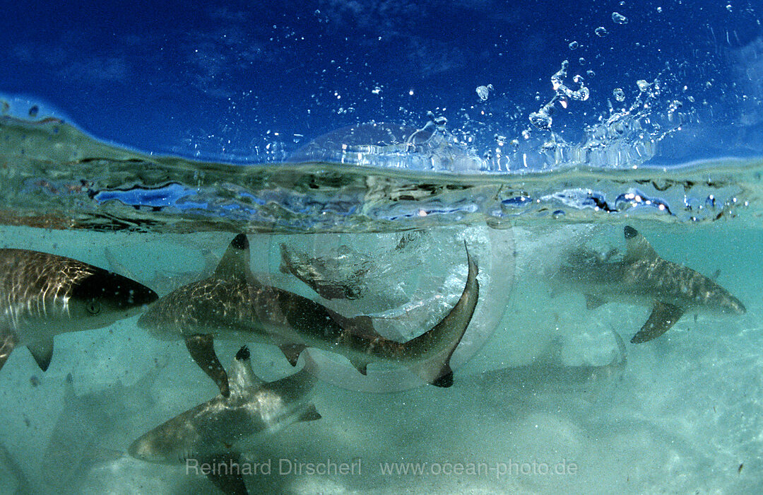 Schwarzspitzen-Riffhaie, Carcharhinus melanopterus, Pazifik, Pacific ocean, Borneo, Lankayan, Malaysia