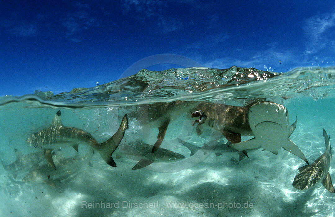 Schwarzspitzen-Riffhaie, Carcharhinus melanopterus, Pazifik, Pacific ocean, Borneo, Lankayan, Malaysia