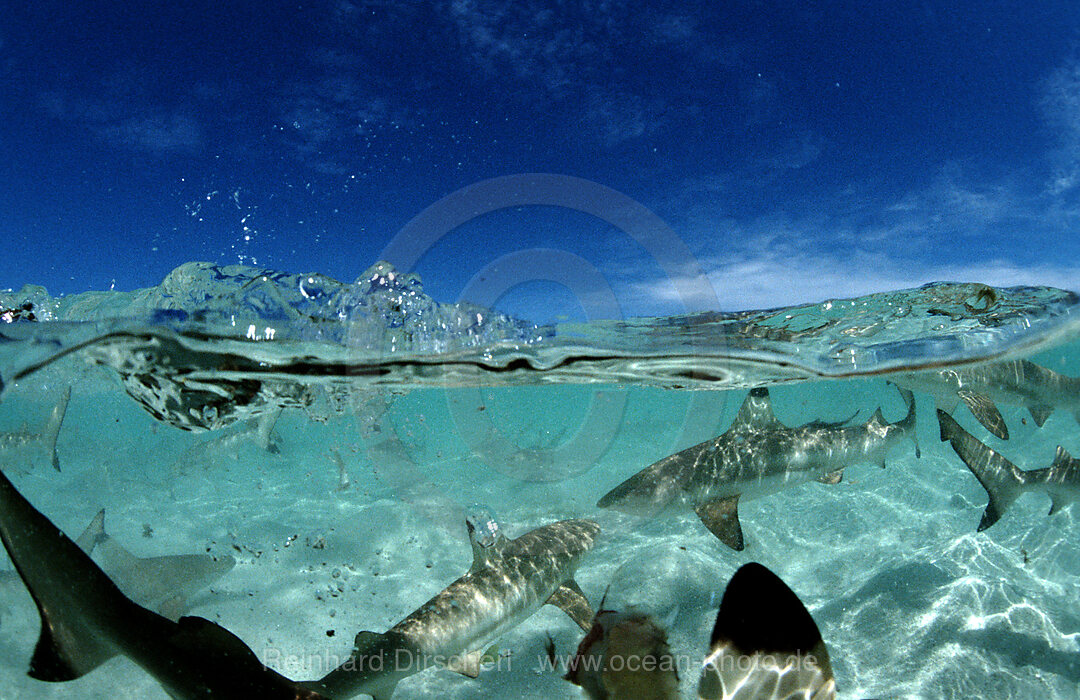 Schwarzspitzen-Riffhaie, Carcharhinus melanopterus, Pazifik, Pacific ocean, Borneo, Lankayan, Malaysia