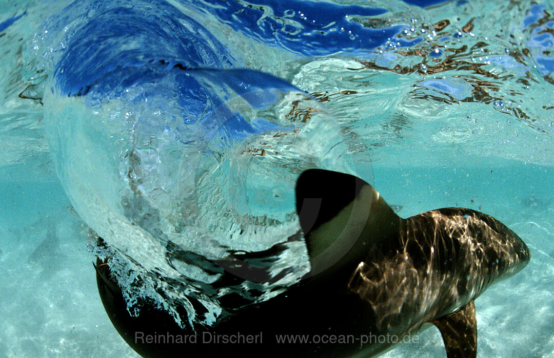 Blacktip reef shark
