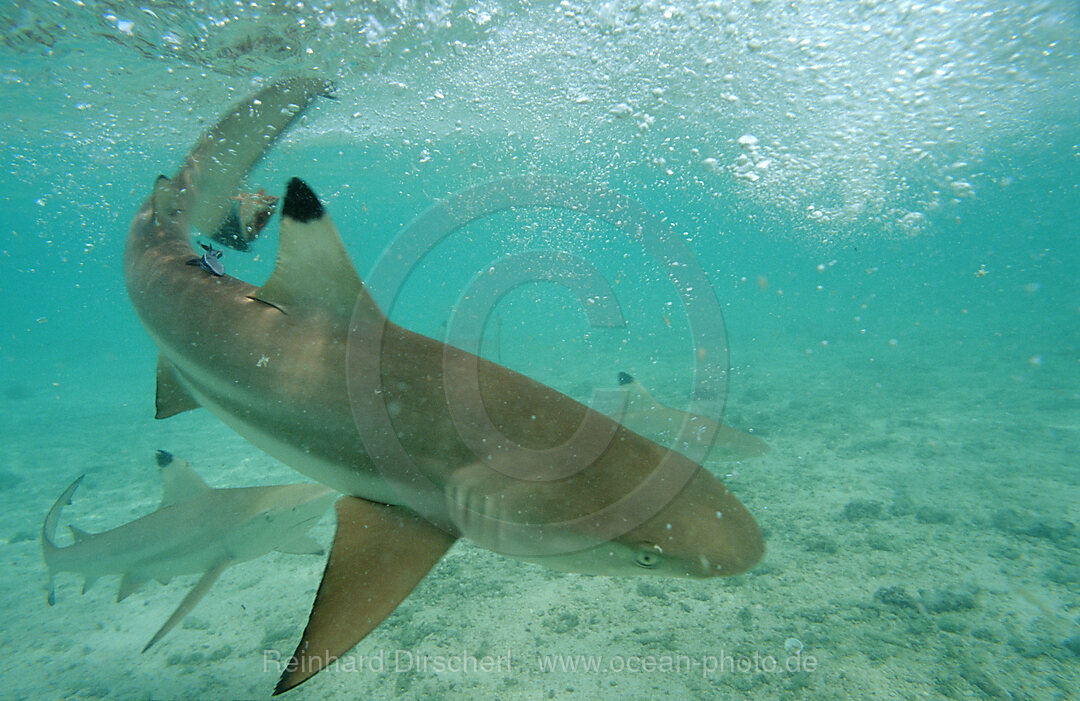 Schwarzspitzen-Riffhaie, Fressrausch, Carcharhinus melanopterus, Pazifik, Pacific ocean, Borneo, Lankayan, Malaysia