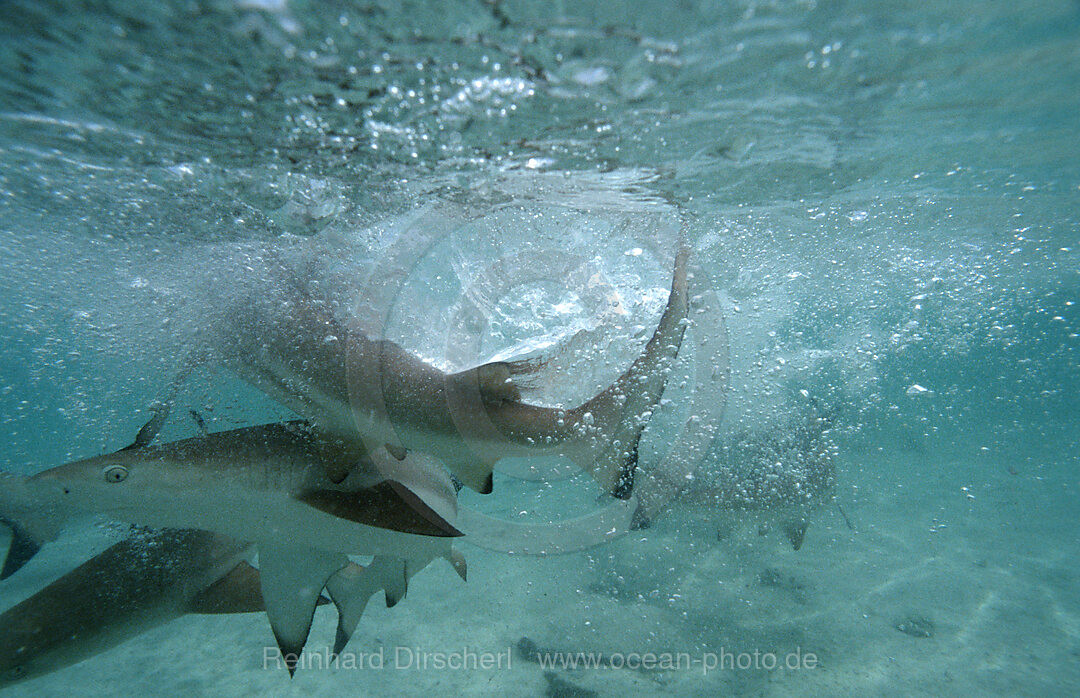 Schwarzspitzen-Riffhaie, Fressrausch, Carcharhinus melanopterus, Pazifik, Pacific ocean, Borneo, Lankayan, Malaysia