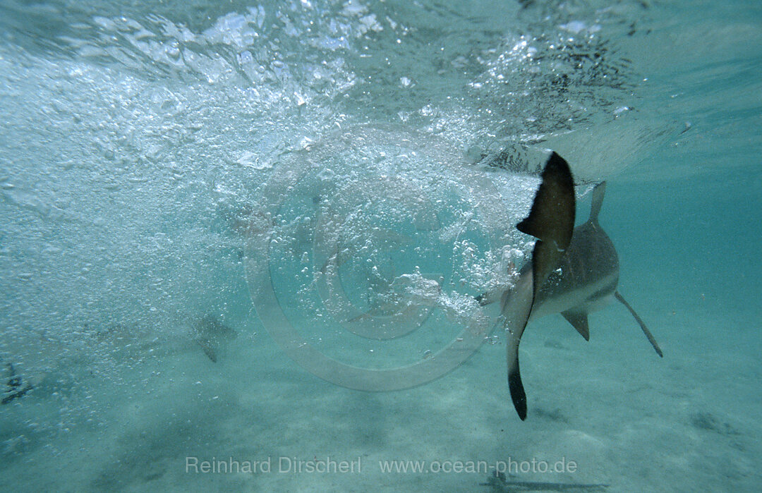 Schwarzspitzen-Riffhaie, Fressrausch, Carcharhinus melanopterus, Pazifik, Pacific ocean, Borneo, Lankayan, Malaysia