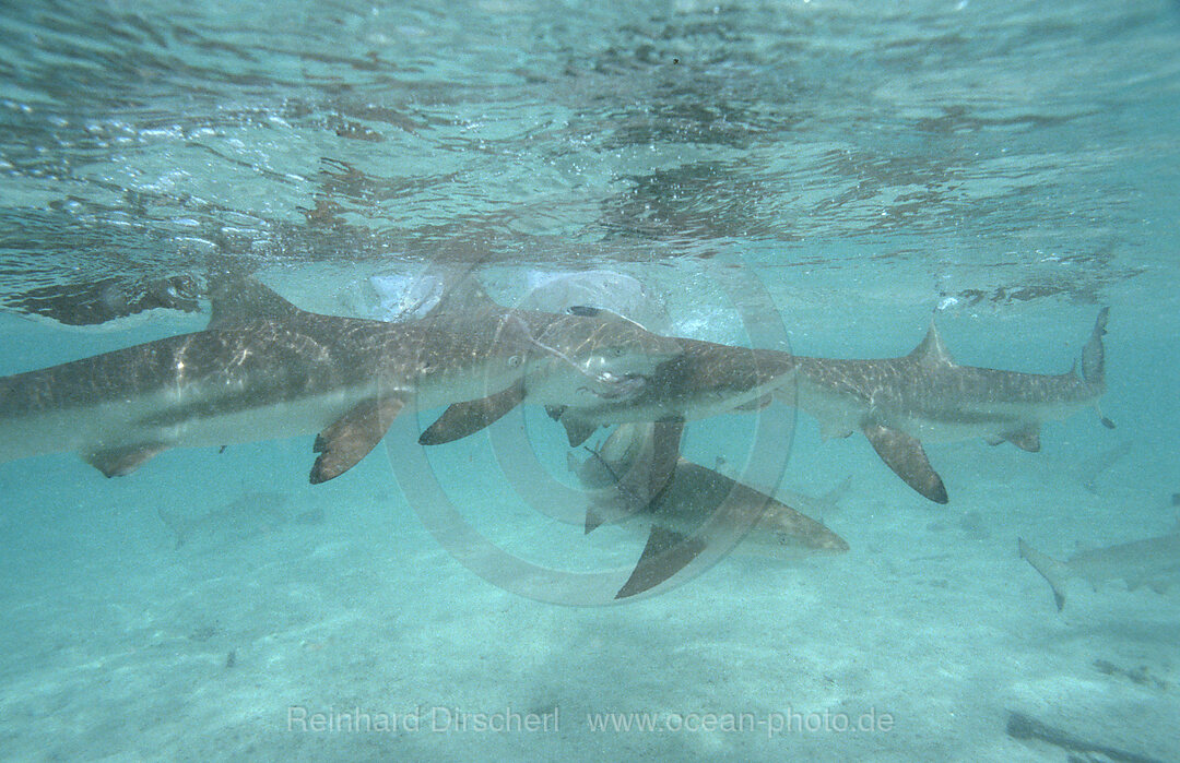 Schwarzspitzen-Riffhaie, Fressrausch, Carcharhinus melanopterus, Pazifik, Pacific ocean, Borneo, Lankayan, Malaysia