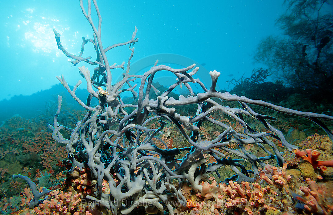 Schwamm, Porifera, Pazifik, Pacific ocean, Borneo, Lankayan, Malaysia