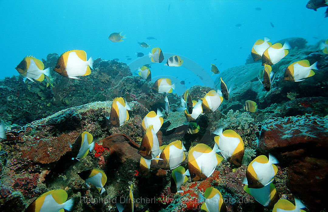 Gelber Pyramiden-Falterfisch, Hemitaurichthys polylepis, Pazifik, Pacific ocean, Borneo, Lankayan, Malaysia