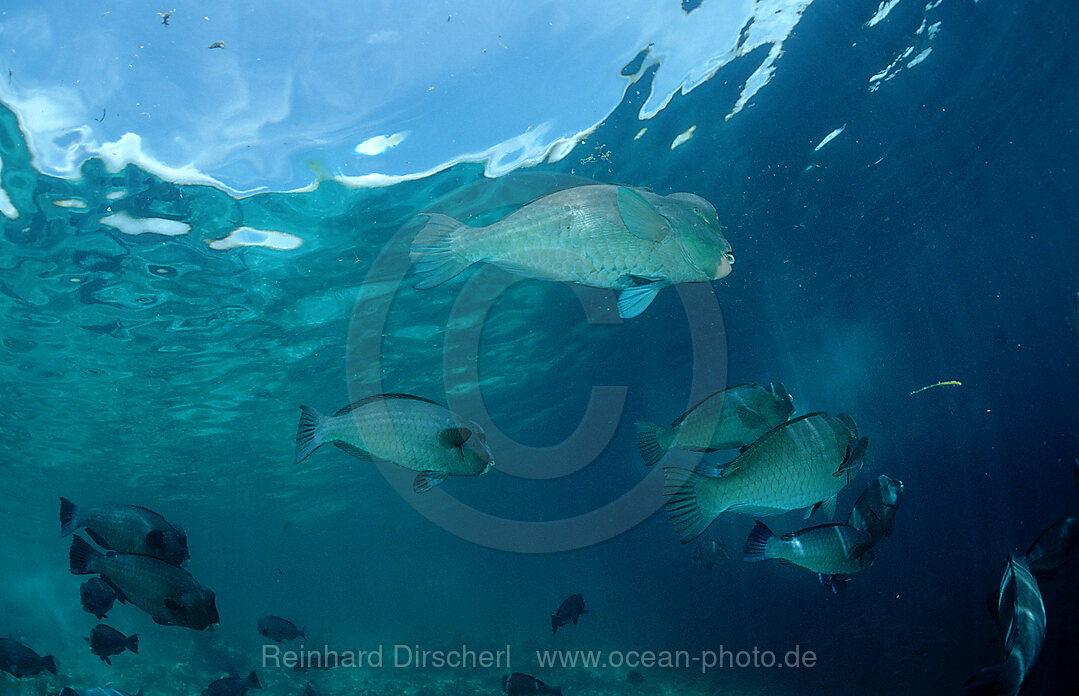 Bueffelkopfpapageifisch