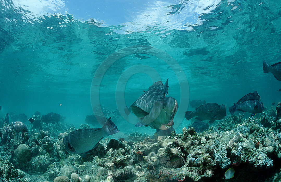 Bueffelkopfpapageifisch,  Bolbometopon muricatum, Pazifik, Pacific ocean, Borneo, Sipadan, Malaysia