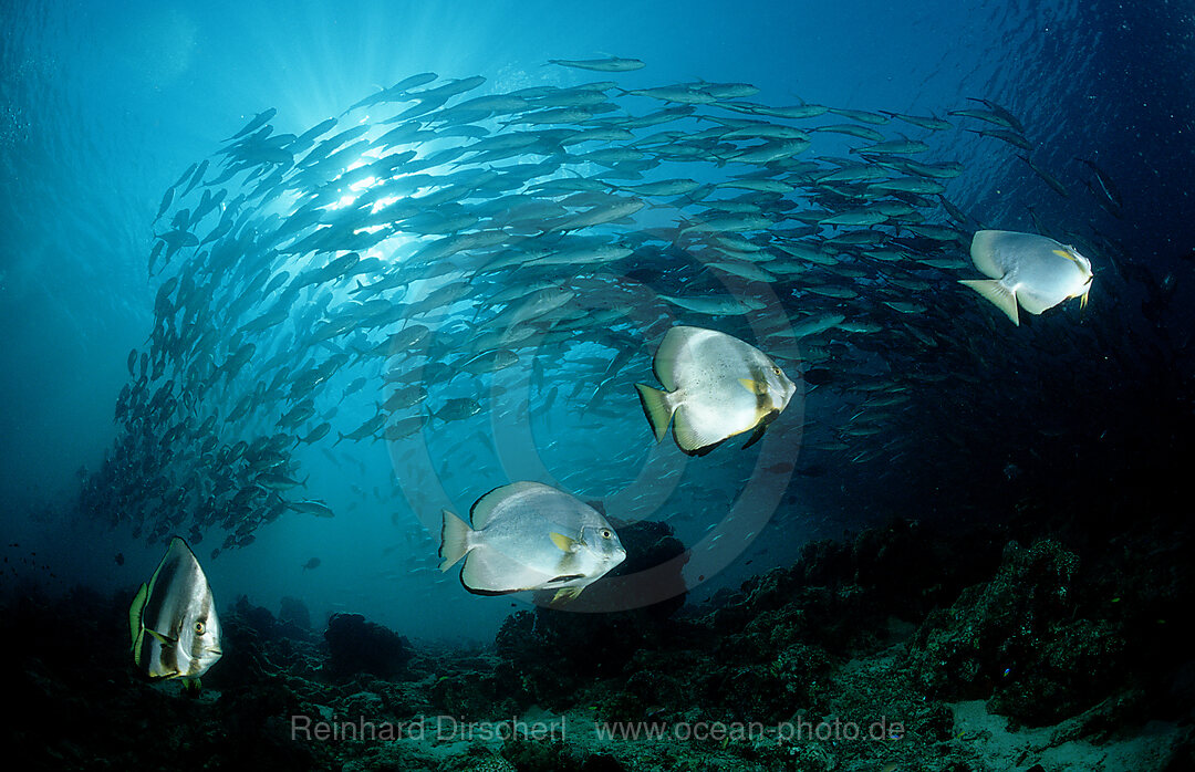 Fledermausfische, Platax pinnatus, Pazifik, Pacific ocean, Borneo, Sipadan, Malaysia