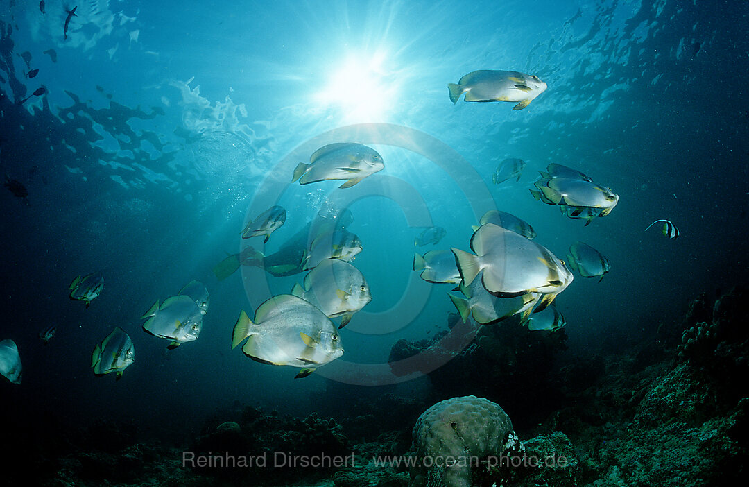 Fledermausfische