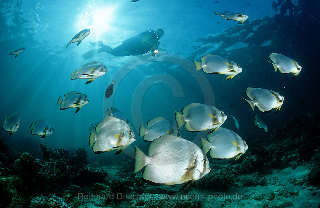 Fledermausfische und Taucher, Platax pinnatus, Pazifik, Pacific ocean, Borneo, Sipadan, Malaysia