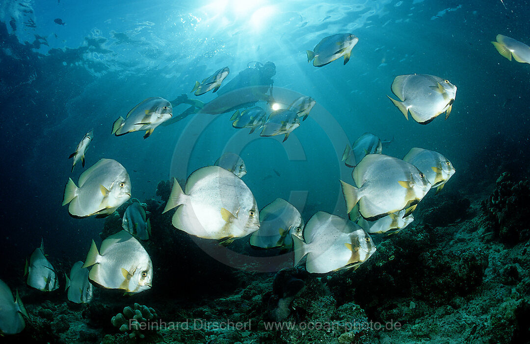 Pinnate batfish and scuba diver
