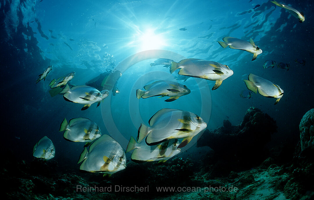 Fledermausfische und Taucher