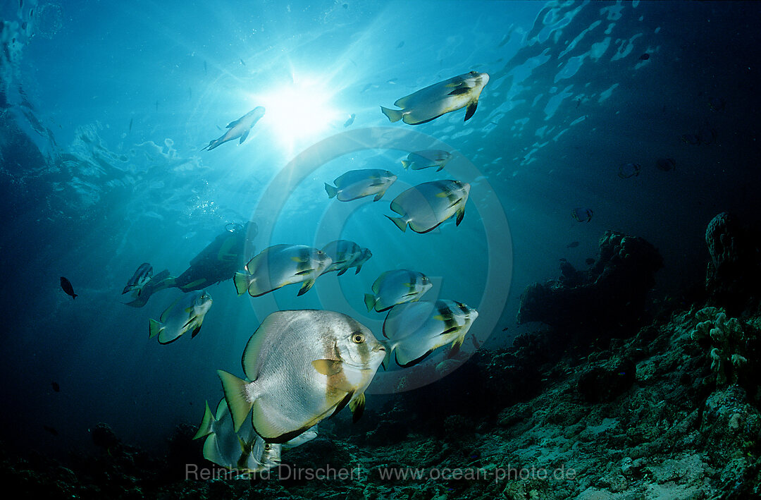 Fledermausfische und Taucher