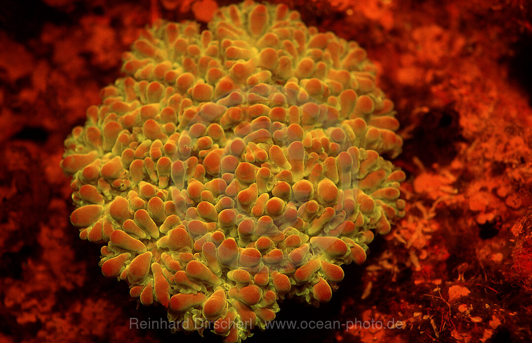 Fluoreszierende Steinkoralle, Korallenfluoreszenz, Pazifik, Pacific ocean, Borneo, Sipadan, Malaysia