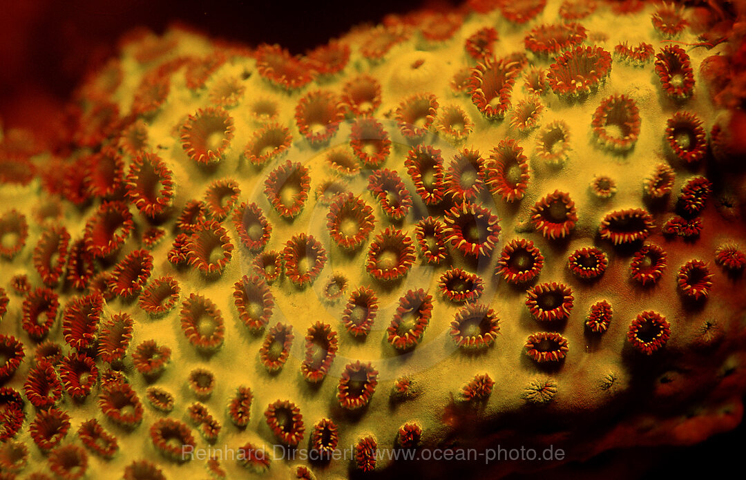 Fluoreszierende Steinkoralle, Korallenfluoreszenz