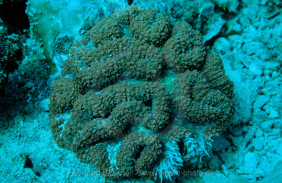 Fluoreszierende Steinkoralle, Korallenfluoreszenz, Pazifik, Pacific ocean, Borneo, Sipadan, Malaysia