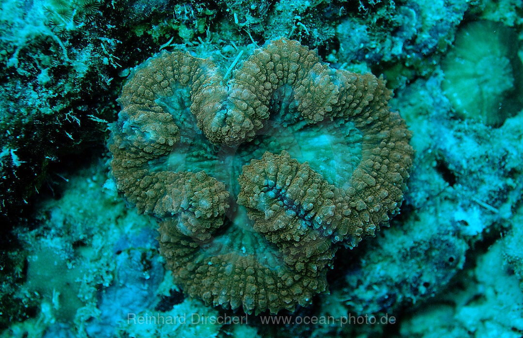 Fluoreszierende Steinkoralle, Korallenfluoreszenz, Pazifik, Pacific ocean, Borneo, Sipadan, Malaysia