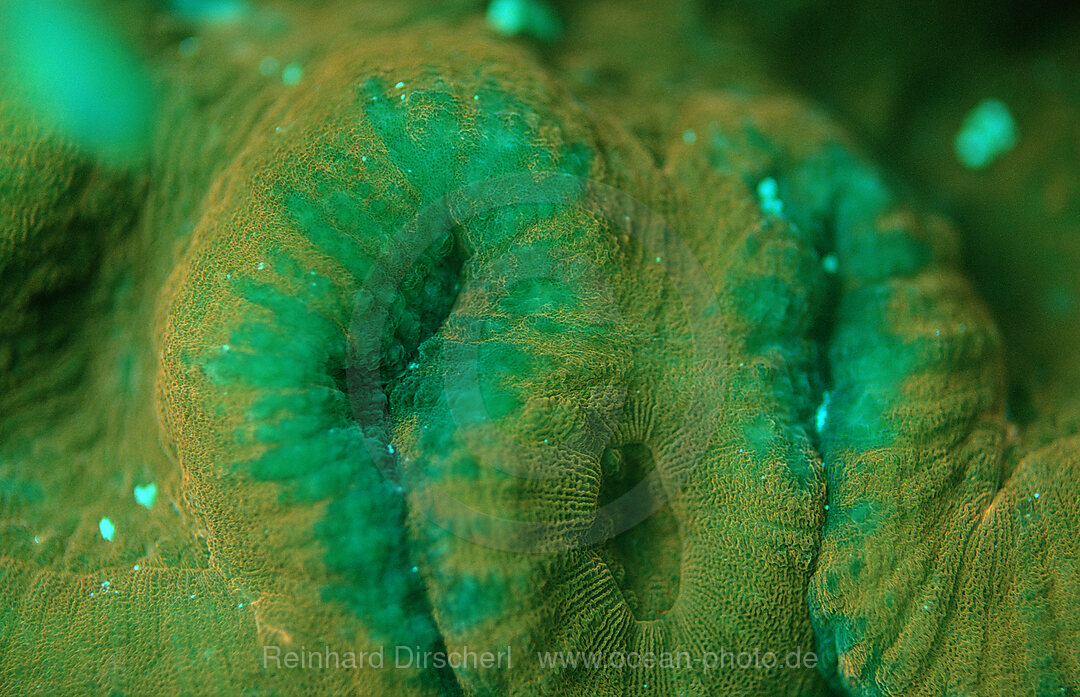 Fluoreszierende Steinkoralle, Korallenfluoreszenz, Pazifik, Pacific ocean, Borneo, Sipadan, Malaysia