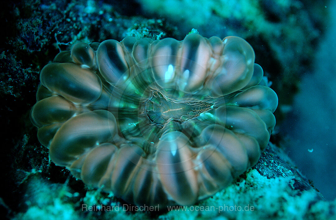 Fluoreszierende Blasenkoralle, Korallenfluoreszenz, Pazifik, Pacific ocean, Borneo, Sipadan, Malaysia