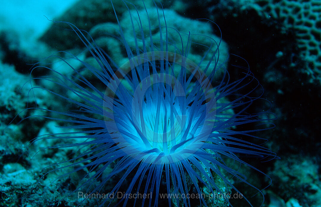 Fluoreszierende Zylinderrose, Korallenfluoreszenz, Pazifik, Pacific ocean, Borneo, Sipadan, Malaysia