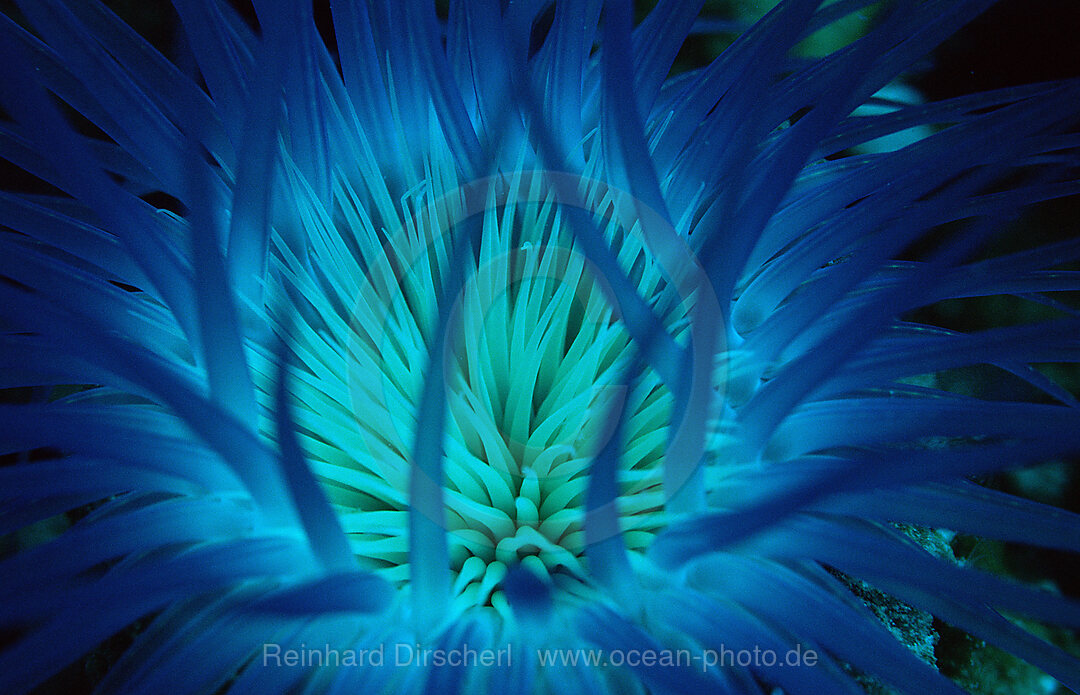 Fluoreszierende Zylinderrose, Korallenfluoreszenz, Pazifik, Pacific ocean, Borneo, Sipadan, Malaysia