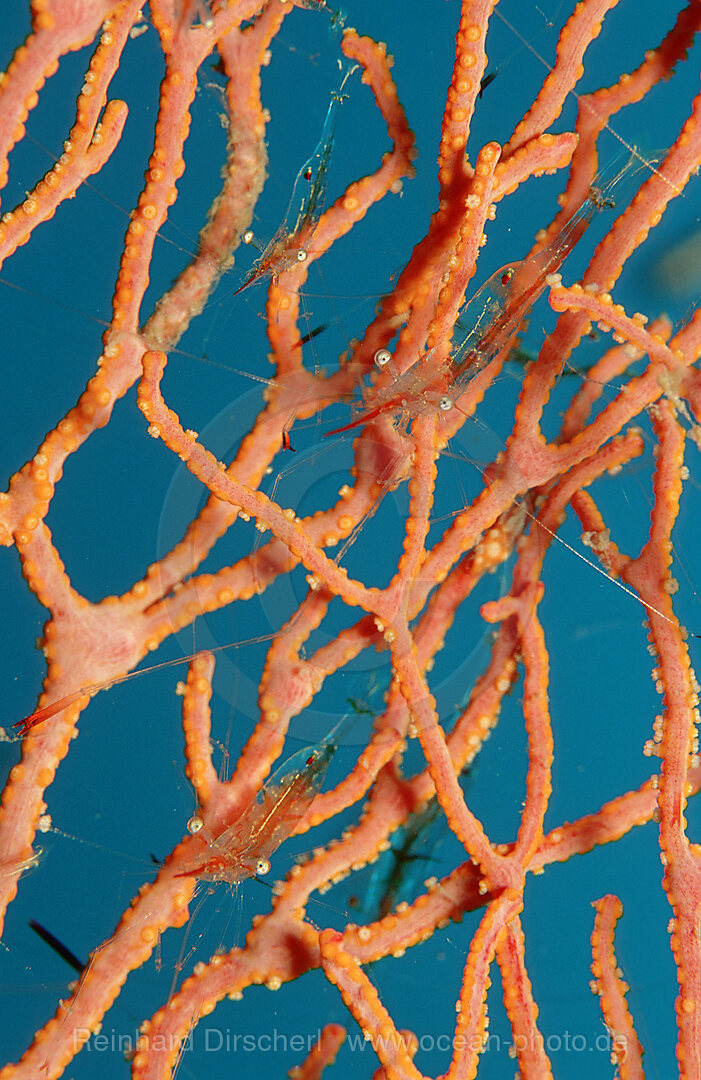 shrimp on gorgonian coral