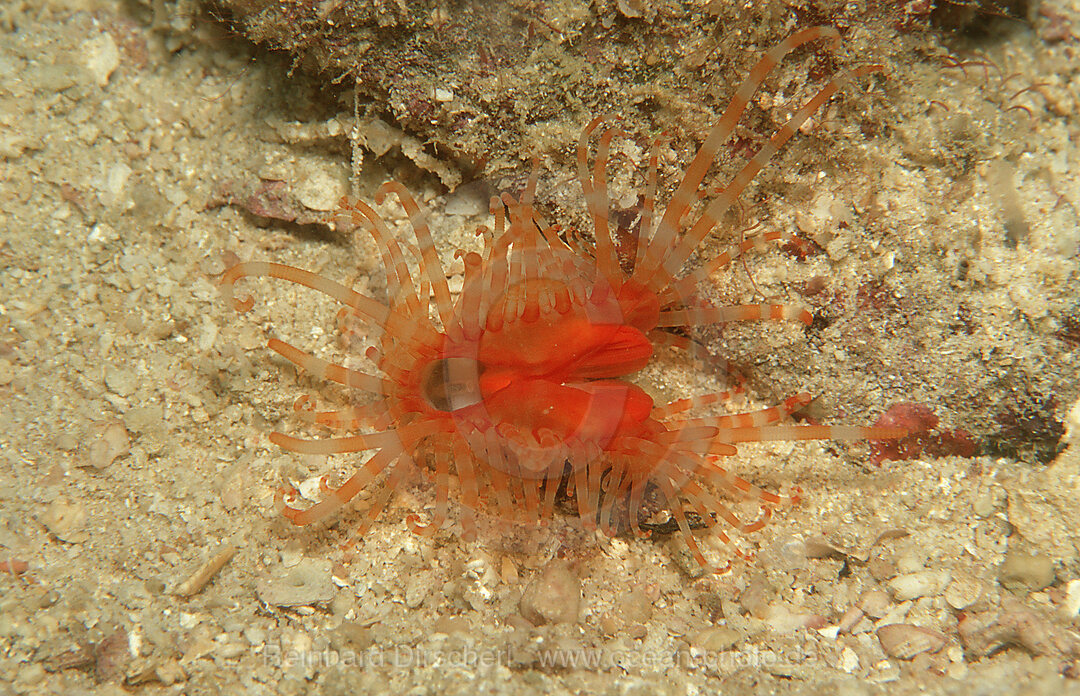 Feilenmuschel, Ctenoides ales, Pazifik, Pacific ocean, Borneo, Lankayan, Malaysia