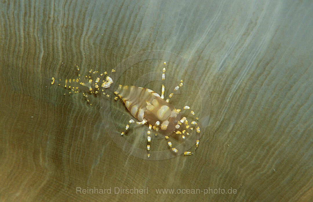 Two shrimps on an anemone