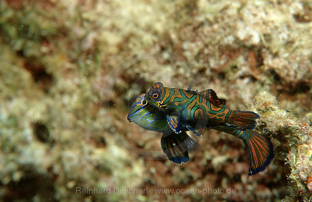 Mandarinfische bei der Paarung, Synchiropus splendidus, Pazifik, Pacific ocean, Borneo, Mabul, Malaysia