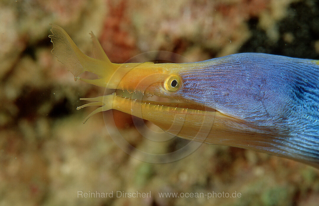 Geistermuraene, Geister-Muraene, Rhinomuraena quaesita Garman, Pazifik, Pacific ocean, Borneo, Mabul, Malaysia