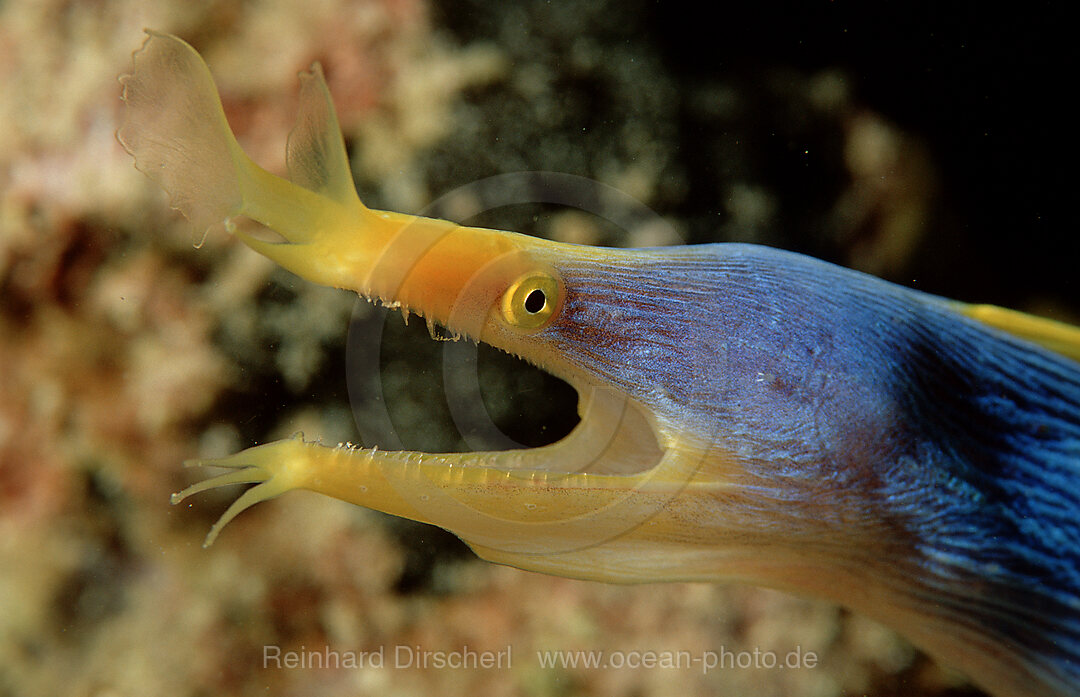 Geistermuraene, Geister-Muraene, Rhinomuraena quaesita Garman, Pazifik, Pacific ocean, Borneo, Mabul, Malaysia