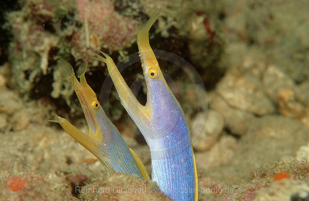 Geistermuraene, Geister-Muraene