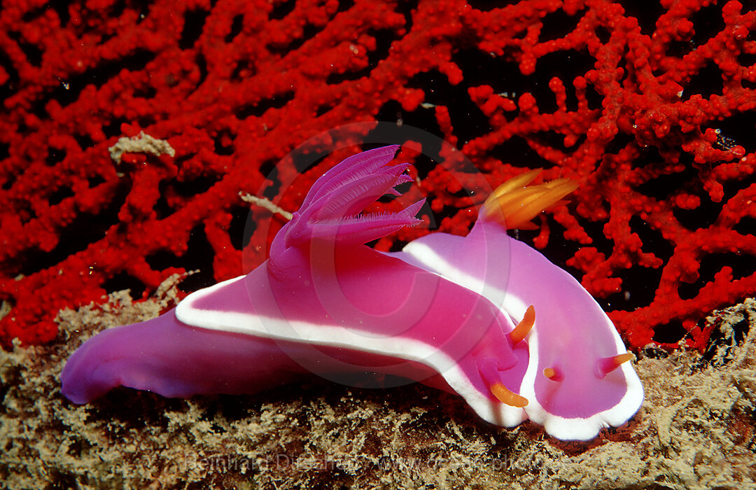 Prachtsternschnecke, Nacktschnecke, Hypselodoris bullockii, Pazifik, Pacific ocean, Borneo, Lankayan, Malaysia