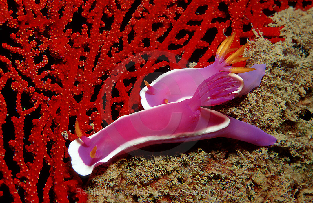 nudibranch, sea slug, two sea slugs