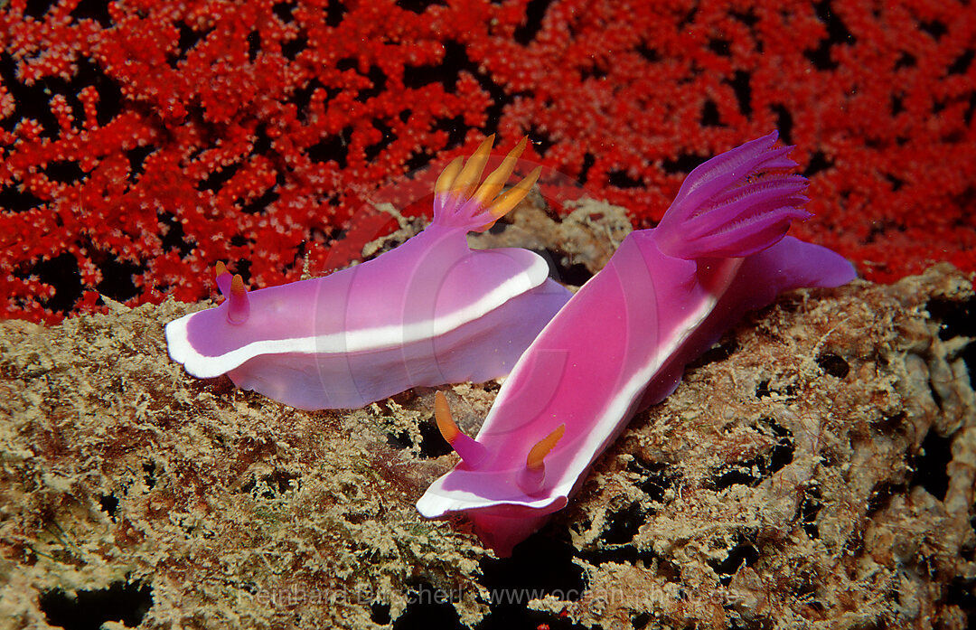 Prachtsternschnecke, Nacktschnecke, Hypselodoris bullockii, Pazifik, Pacific ocean, Borneo, Lankayan, Malaysia