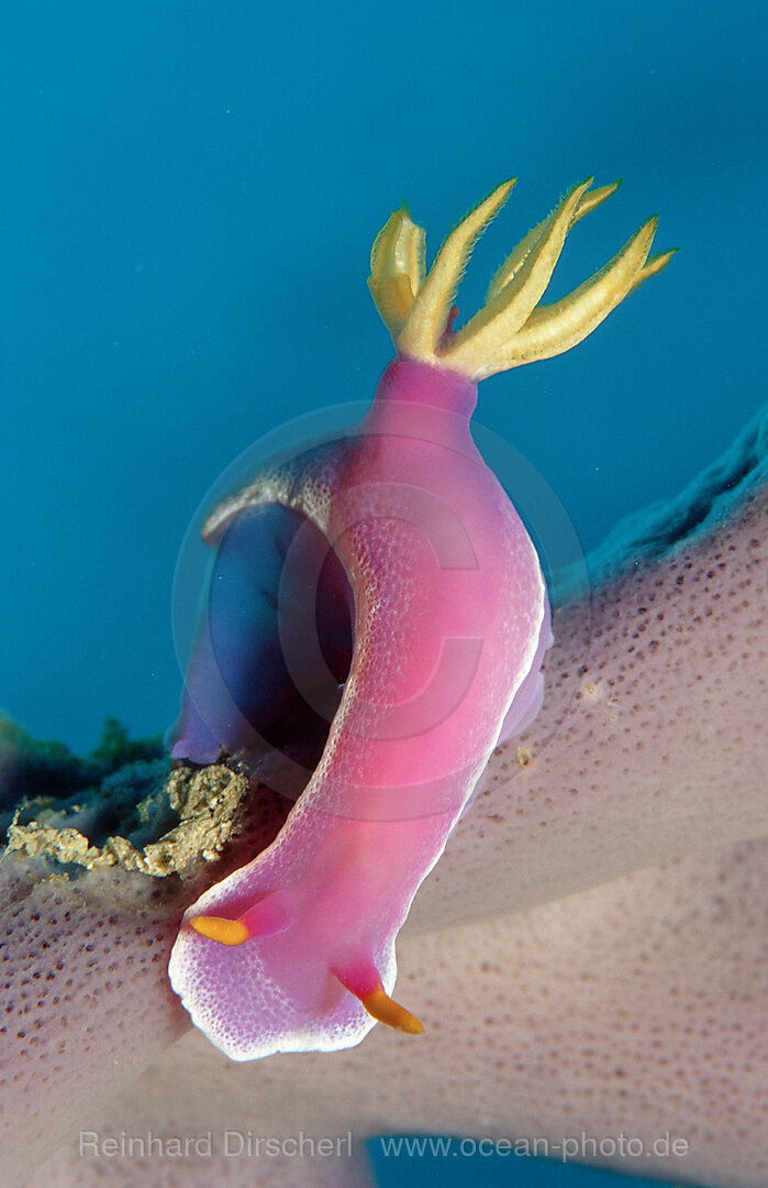 Prachtsternschnecke, Nacktschnecke
