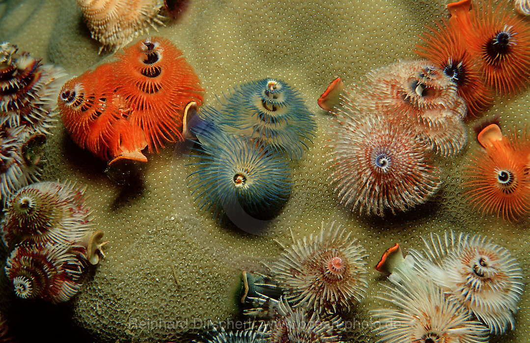 Christmas-tree-worm