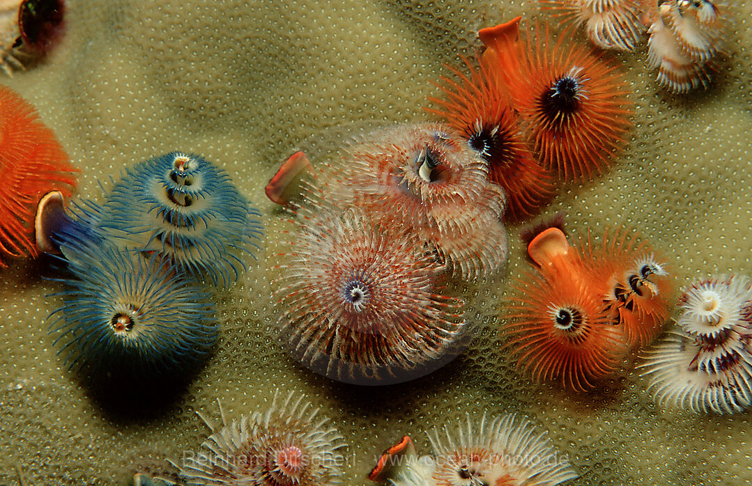 Bunter Spiralroehrenwurm, Roehrenwurm, Spirobranchus giganteus, Pazifik, Pacific ocean, Borneo, Lankayan, Malaysia