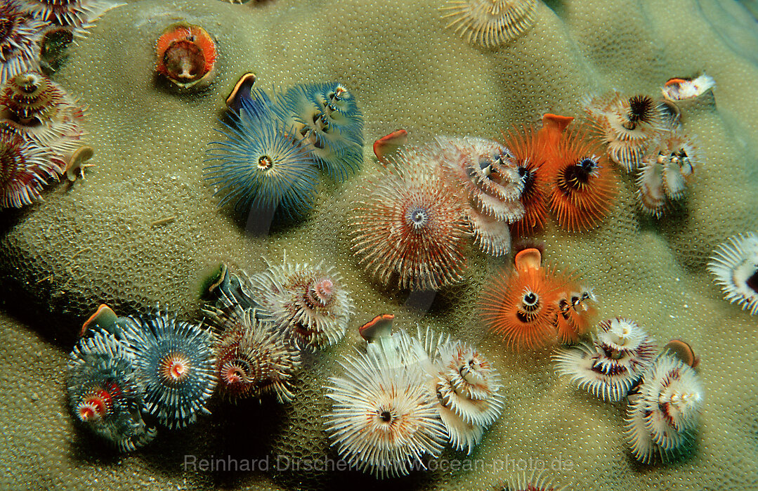 Bunter Spiralroehrenwurm, Roehrenwurm, Spirobranchus giganteus, Pazifik, Pacific ocean, Borneo, Lankayan, Malaysia