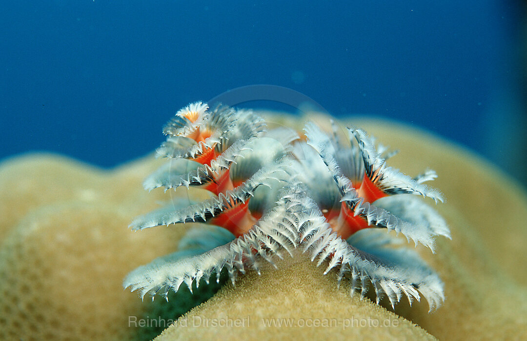 Christmas-tree-worm